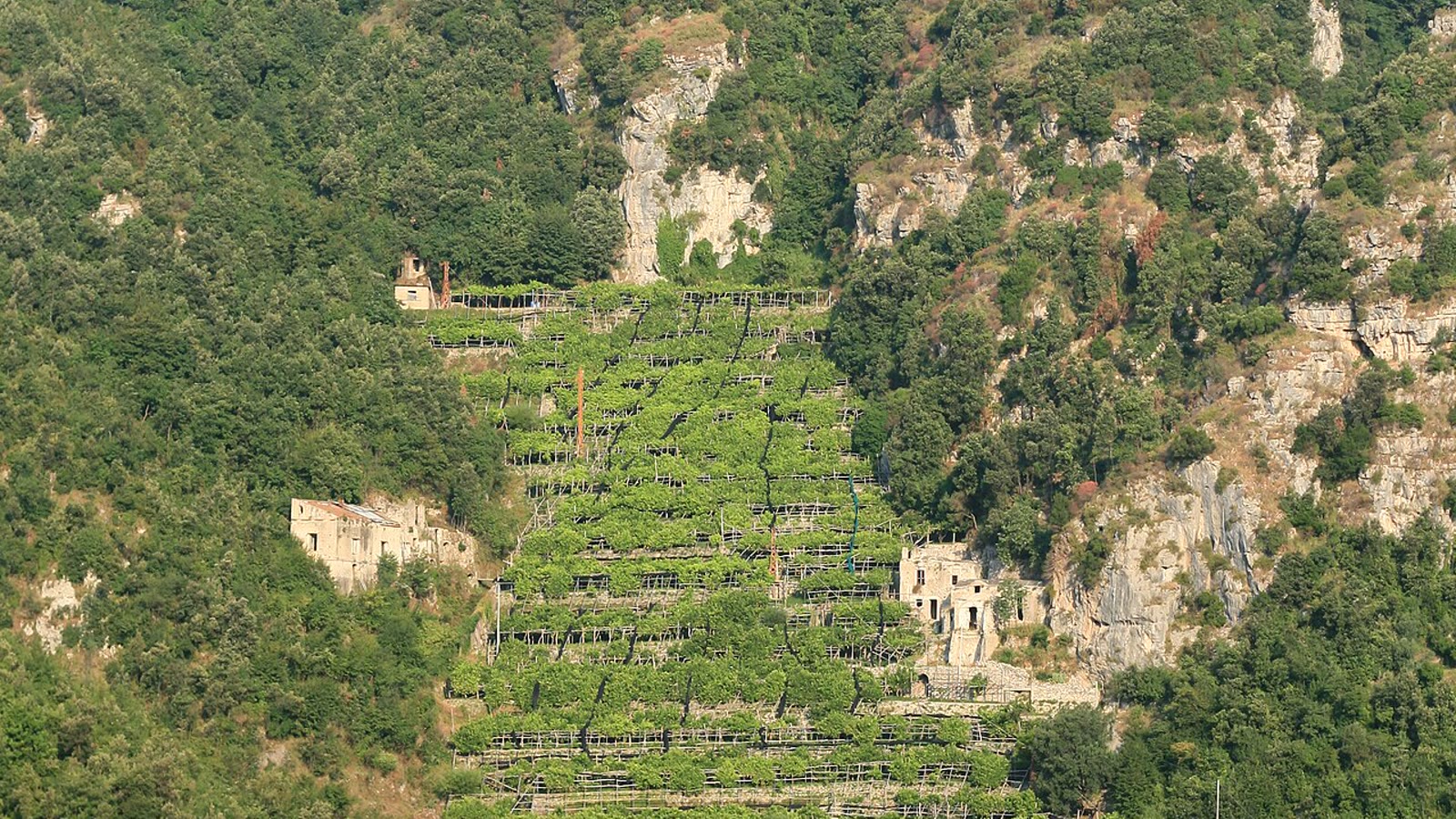 Terraced Amalfi Coast lemon groves on a steep hillside, traditional giardini of Amalfi Coast lemons