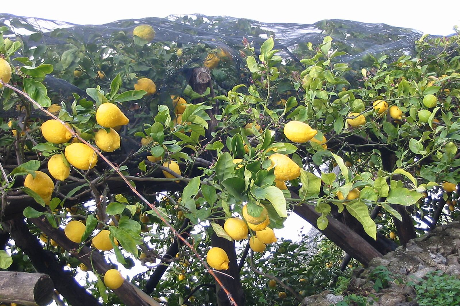 Chestnut-pole pergola over terraced Amalfi Coast lemon groves, the traditional garden method behind Amalfi Coast lemons