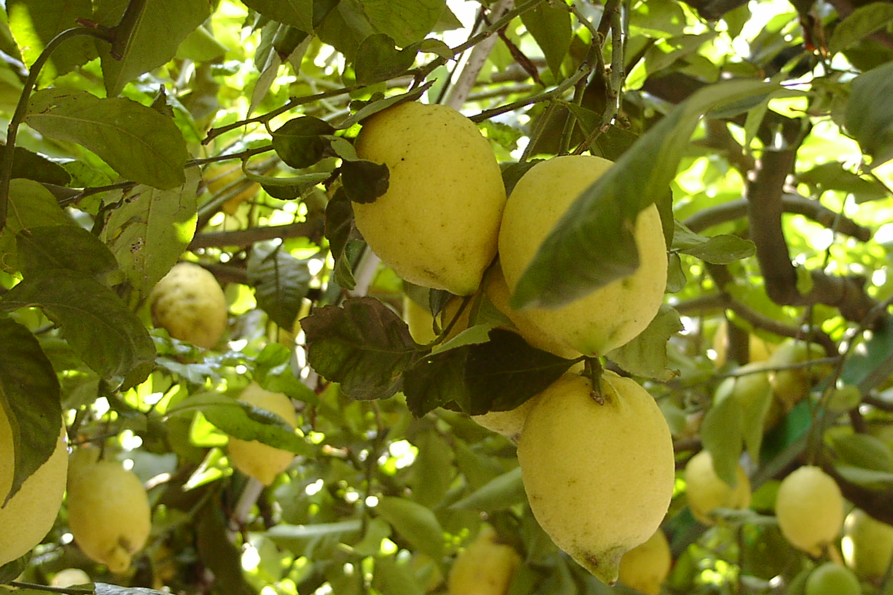 Close view of elongated Sfusato Amalfitano lemons, the fruit at the heart of what lemons symbolize in Italy on the Amalfi Coast