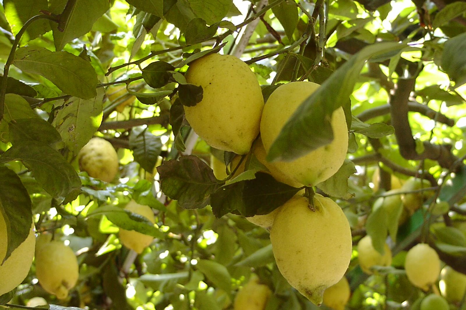 Elongated sfusato Amalfitano lemons hanging on a branch, the thick pale rind of authentic Amalfi Coast lemons