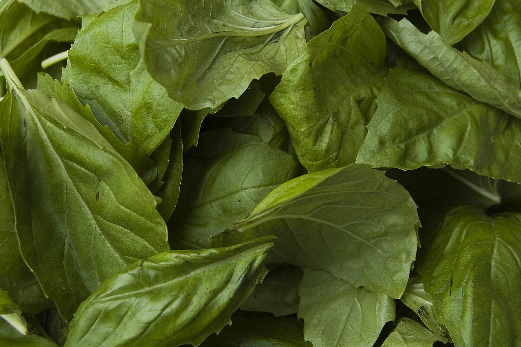 Basil for Italian herb garden romance with rosemary-basil climate still named