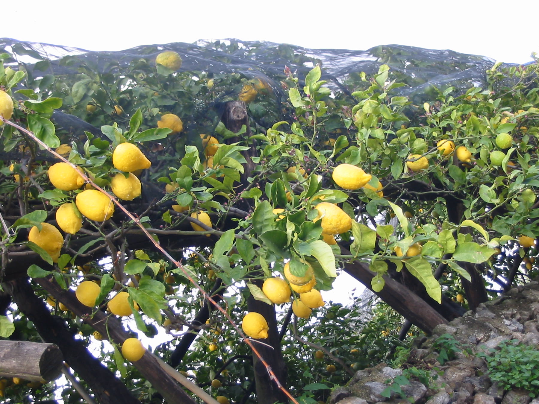 Lemon tree heavy with fruit in Italian light, lemon as labor in Italian romance books rather than garnish