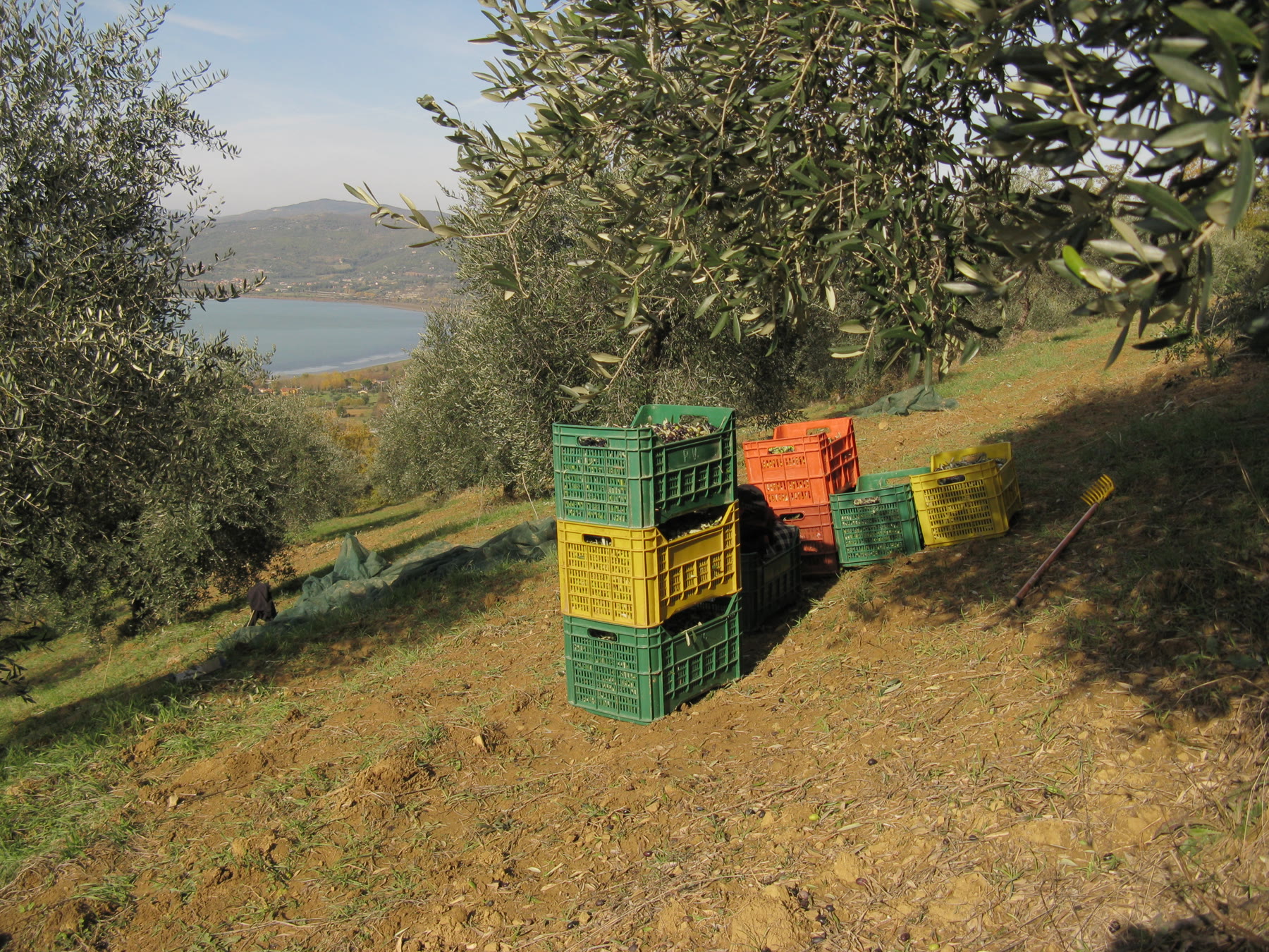 Olive harvest cases for Italian olive grove romance with working-olive climate and civic oil still named