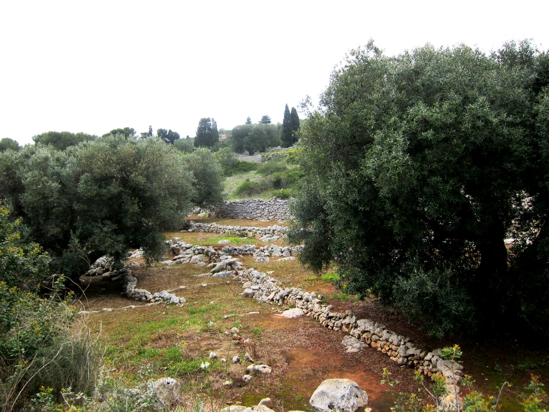 Italian olive grove romance with working-olive climate and living silver rows still named