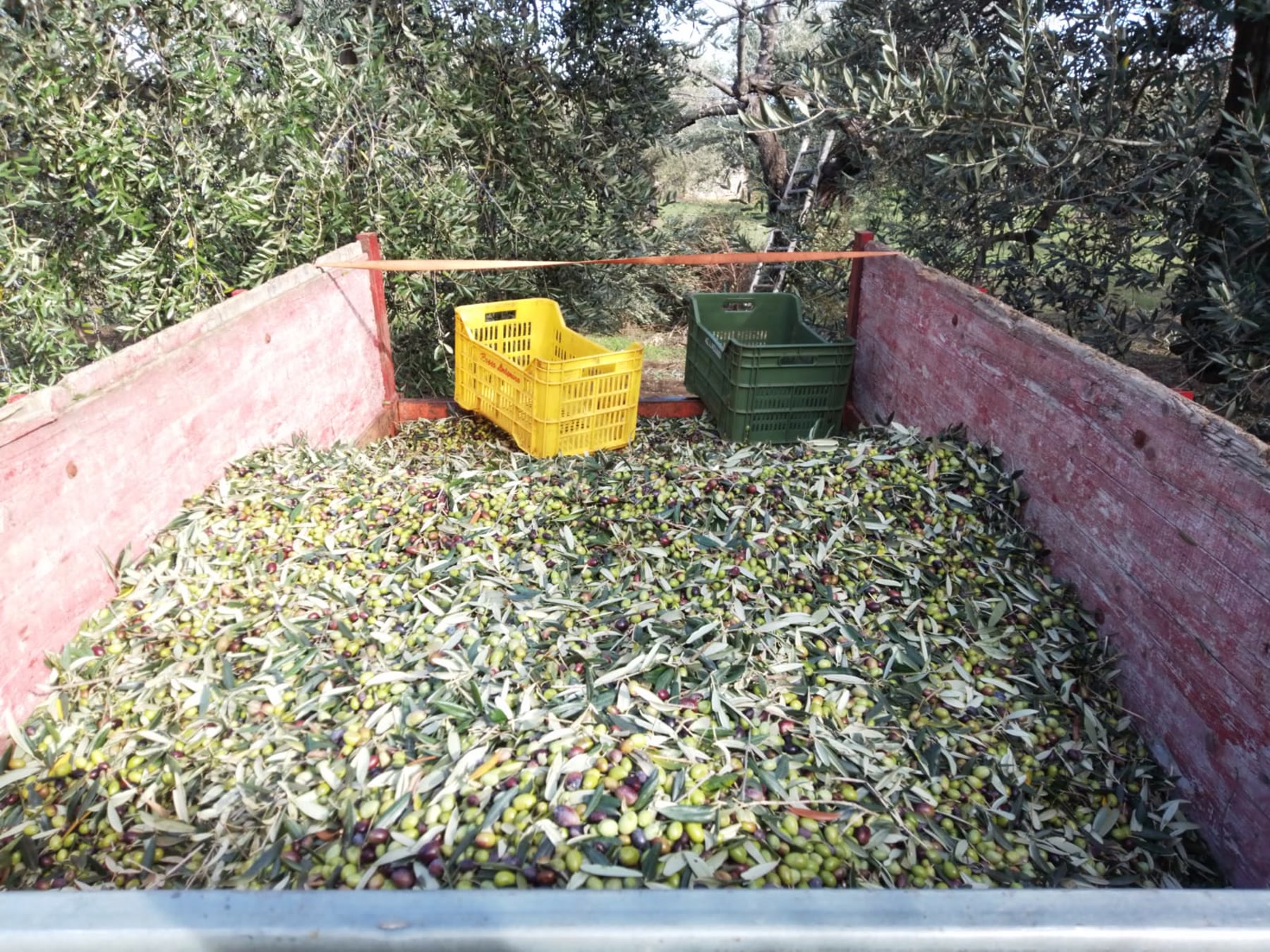 Olive harvest labor for Italian olive grove romance with working-olive climate still named