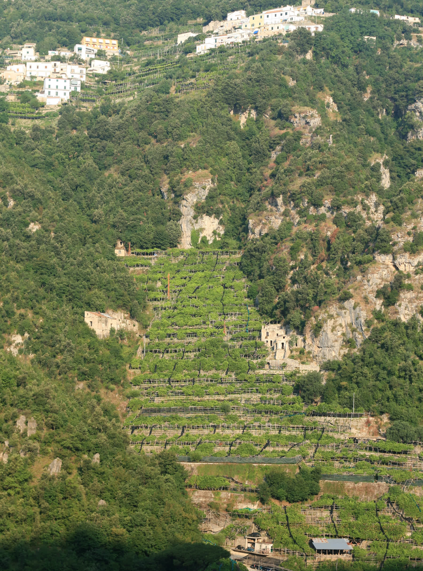 Amalfi lemons and labor texture for Sunlit Paths to the Amalfi Coast beyond postcard décor